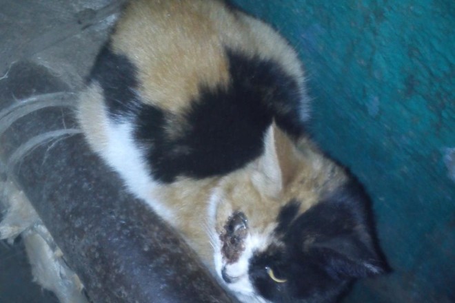 В Амурской области волонтеры спасли кошку с простреленным глазом 