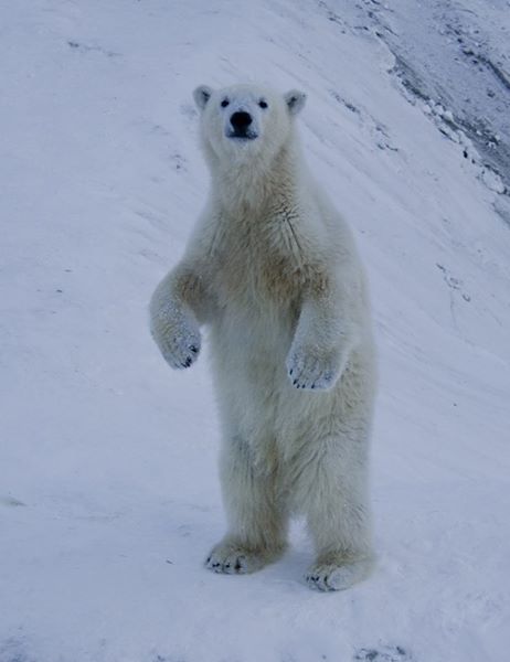 Первый завтрак Колыманы. Белая медведица в Якутии высунула нос из берлоги
