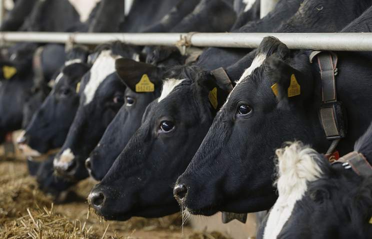 Россия временно остановит поставки говядины из Минской области‍