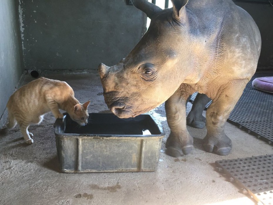 В южноафриканском питомнике носорог подружился с котом 