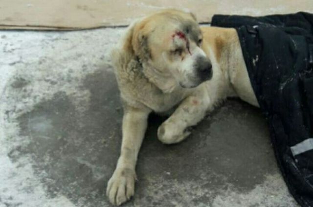 В Новосибирске хозяева перерезали горло псу и выбросили его с балкона