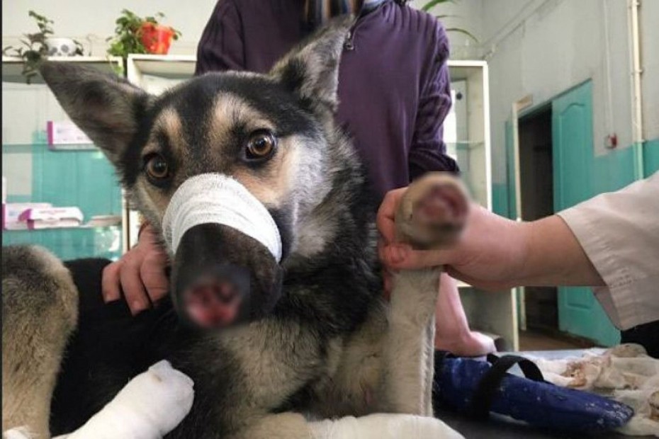 В Новосибирске врачи прооперируют безногого пса, чтобы он встал на ноги 