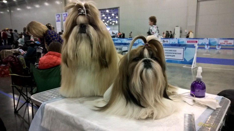 Якутские собаководы успешно выступили на Интернациональной выставке "Евразия"