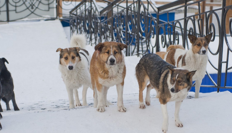 В Якутии вносятся изменения в республиканский закон «О ветеринарии»