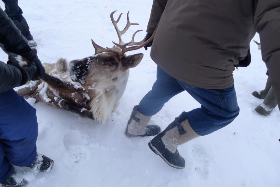 В Якутске умер олень, прилетевший на слет оленеводов