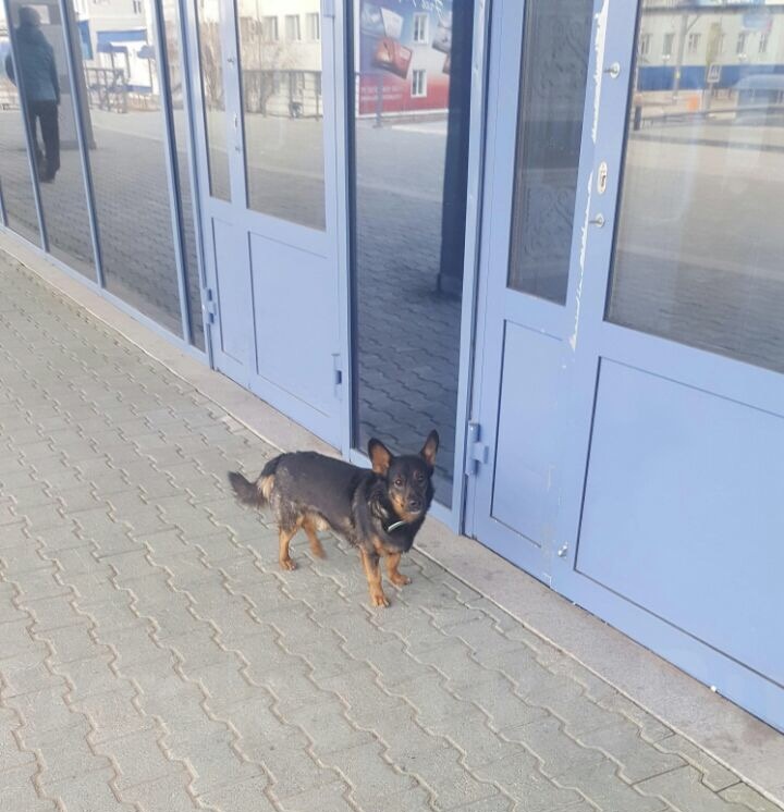 В аэропорту Якутска хозяева бросили собаку 