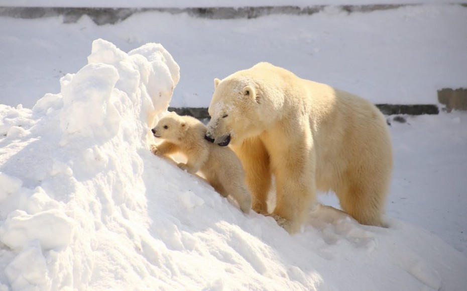 Медвежонок Колыманы остается в зоопарке Орто Дойду до конца года