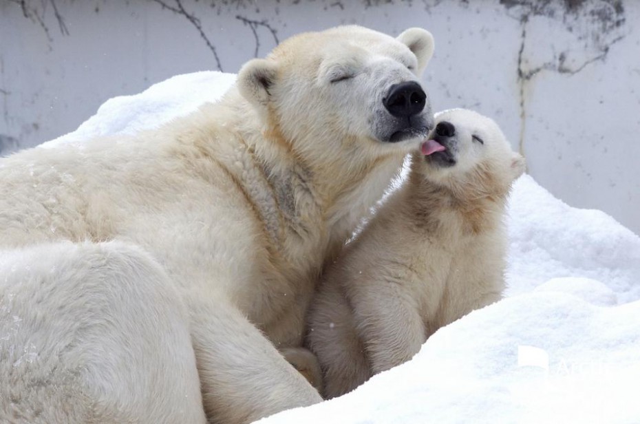 Белый медвежонок, родившийся в парке "Орто-Дойду", оказался девочкой