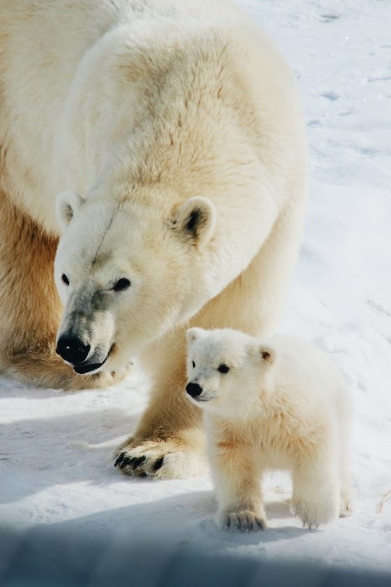 Дети Якутии просят не разлучать белого медвежонка с мамой