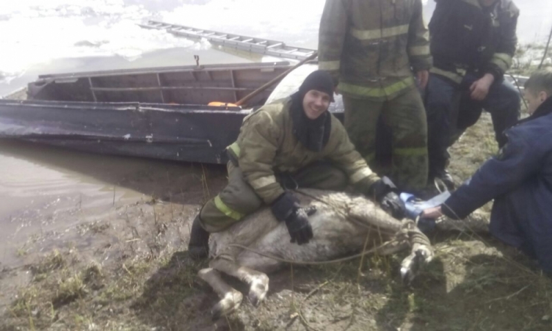 Иркутские спасатели вытащили из Лены беременную самку изюбря, провалившуюся под лед 