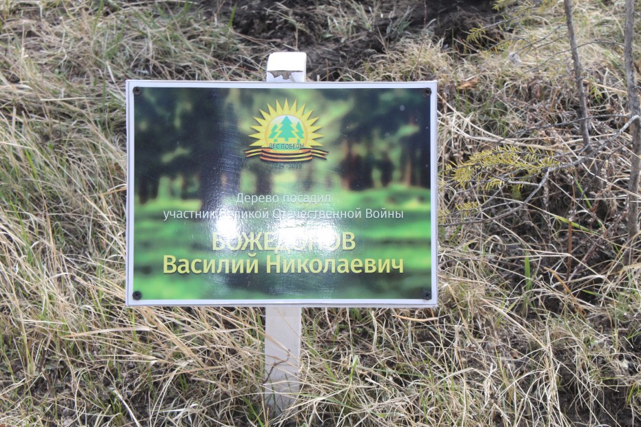 ОНФ в Якутии посадили деревья в аллее ветеранов и собрали мусор на территории Старого города