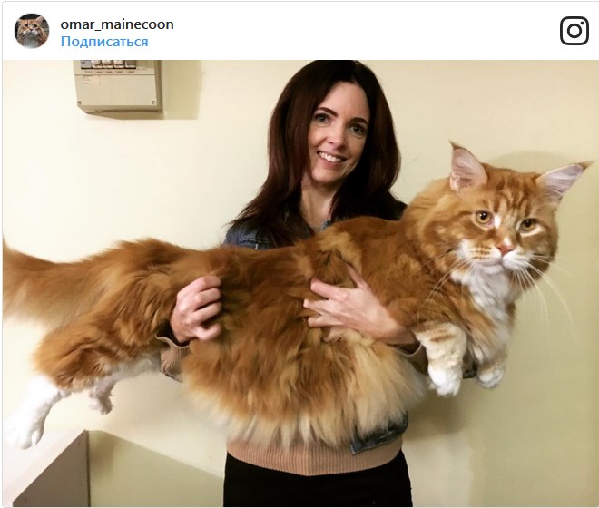 120-сантиметровый кот из Австралии стал звездой Сети (фото)