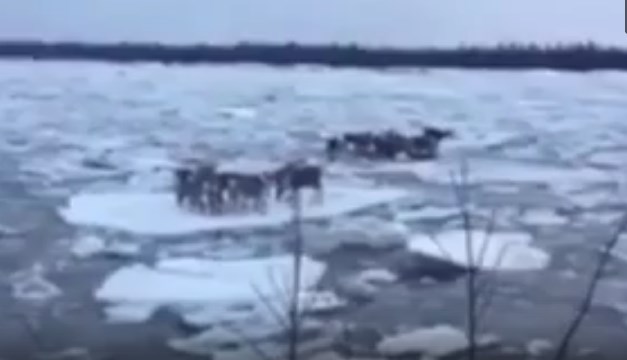 В Якутии животных унесло на льдине ВИДЕО