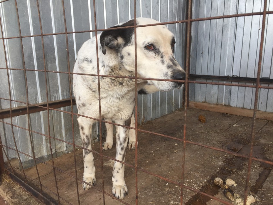 Убийство собак на Чукотке остановлено по требованию прокуратуры 