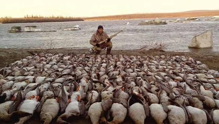Минприроды Якутии устанавливает личность охотника,  добывшего большое количество  гусей