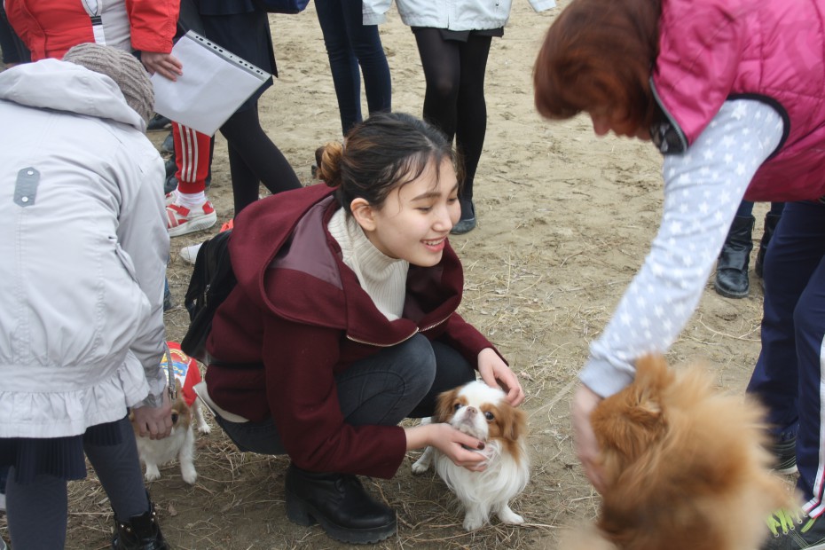 Овчарки, хаски, питбуль, чихуахуа. 16 собак пришли в гости к школьникам Якутска ВИДЕО