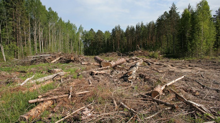 В Ленском районе незаконно вырубили лес почти на 2 млн рублей