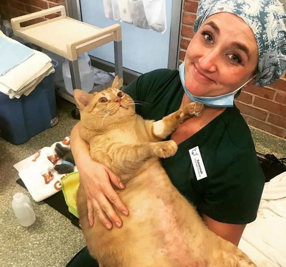 В Мэриленде 15-килограммовый кот обрел новую семью 