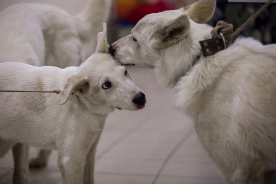 В Якутске презентовали первых клонированных щенят якутской охотничьей породы 