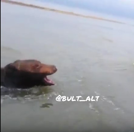 В Якутии медведь подплыл к лодке рыбаков и напугал их ВИДЕО