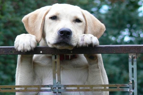 Собаководы предлагают обсудить введенный в Якутии запрет на выгул собак без намордников