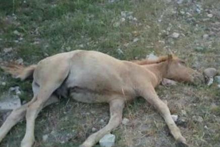 В Якутии неизвестные сбили лошадь с жеребенком