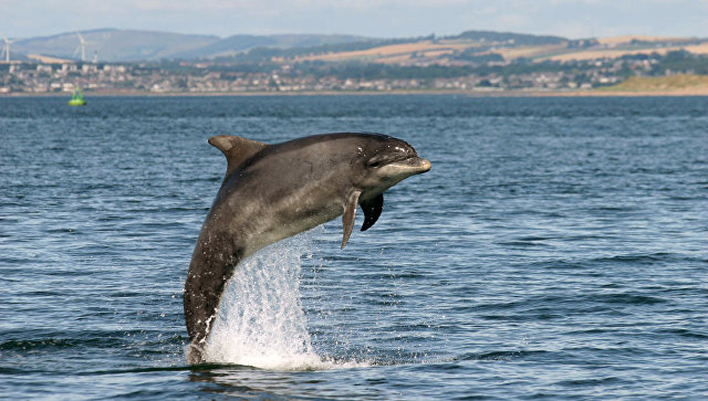 В Феодосии на берег выбросило дельфина, к которому неизвестные привязали тяжелый камень 
