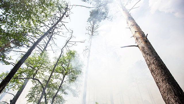 Глава МЧС России Владимир Пучков потребовал взять на особый контроль лесопожарную обстановку на юге Якутии