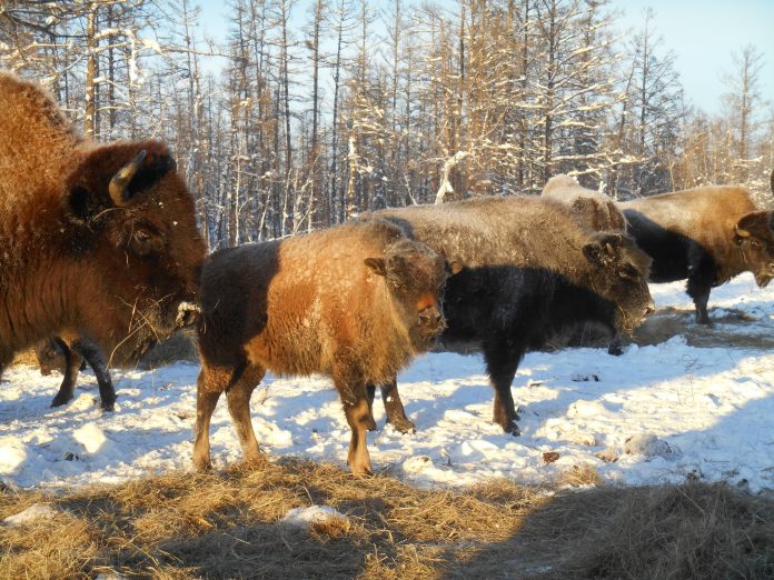 Из питомника "Тымпынай" в Горном районе Якутии на волю будут выпущены 30 лесных бизонов