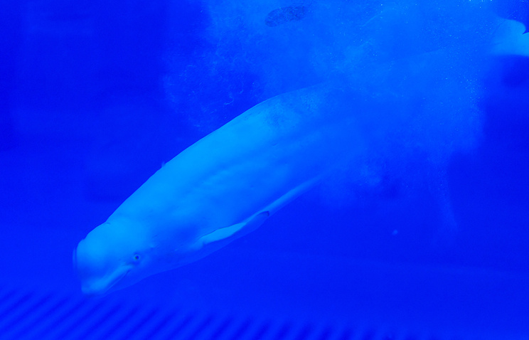 Спасатели на Камчатке освободили из рыбацких сетей запутавшего в них "краснокнижного кита-белуху"