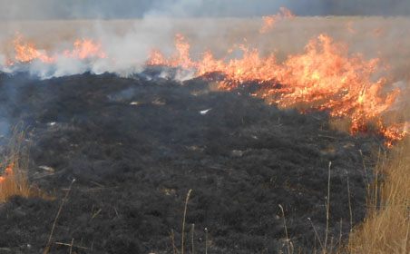 В Мегино-Кангаласском районе Якутии выявлен сенокосчик, виновный в возникновении лесного пожара
