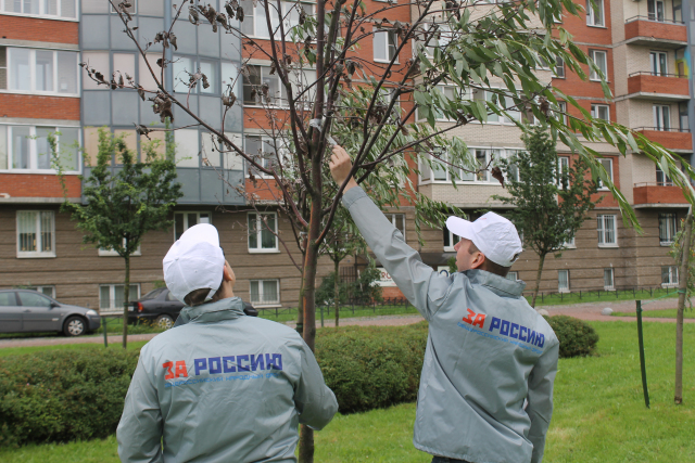 В Санкт-Петербурге из конкурса исключили сад с приклеенными скотчем свежими ветками