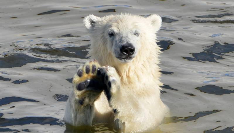 В ноябре медвежонок  Хаарчаана отправится в Ленинградский зоопарк