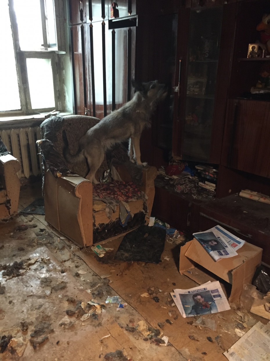 В Якутске волонтеры спасли двух собак, запертых в заброшенной квартире ФОТО+ВИДЕО