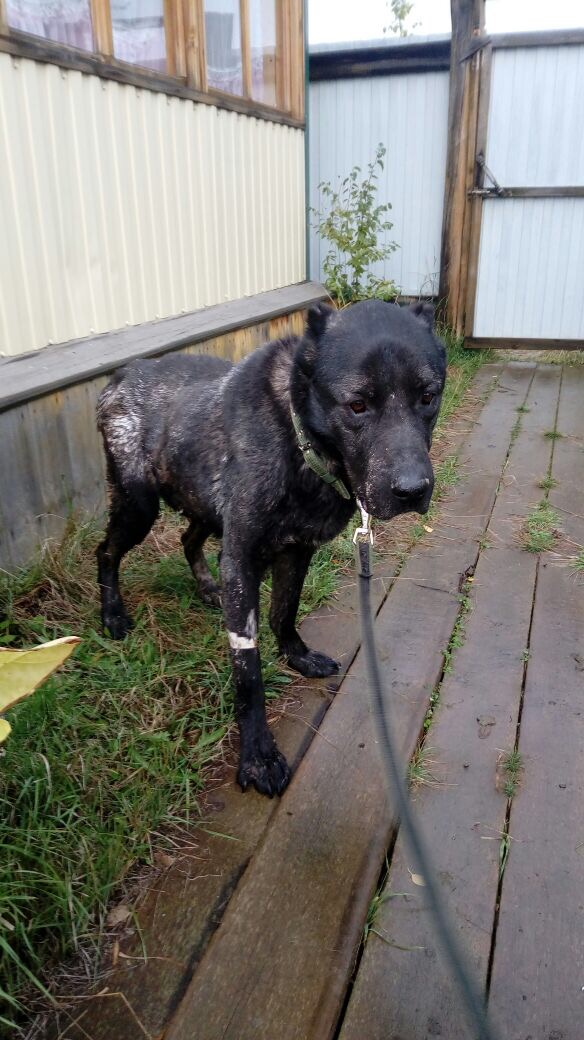 Пса в пригороде Якутска, которого хозяин довел до истощения, забрали волонтеры ФОТО ВИДЕО