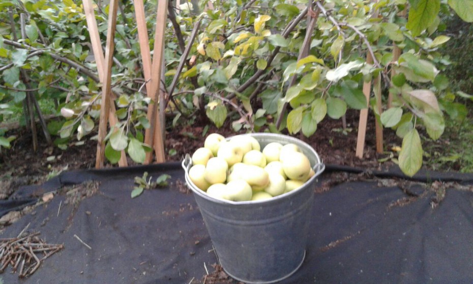 В селе Покровка Амгинского района агроном Галина Пилипейкина собрала 9,5 кг яблок