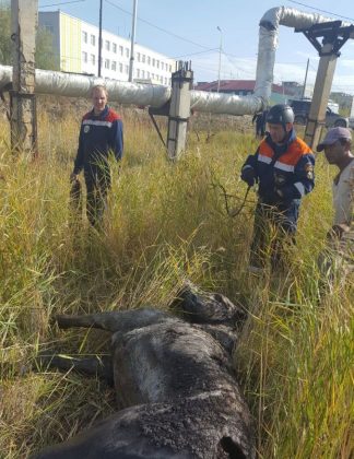 В Якутске спасатели вытащили застрявшую в болоте лошадь 