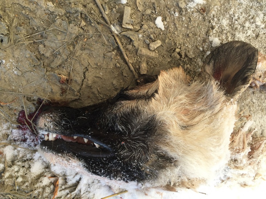В Якутске расчлененный труп собаки выбросили из окна девятиэтажки ФОТО + ВИДЕО