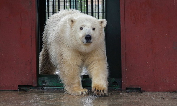 Спасенного в Якутии медвежонка назвали Умка-Аяна 