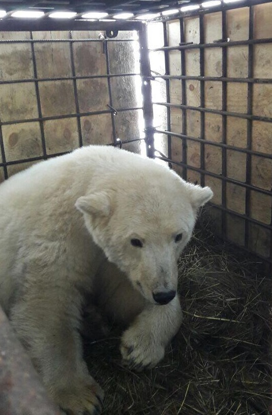 «Полярные авиалинии» доставили белого медвежонока из Среднеколымска