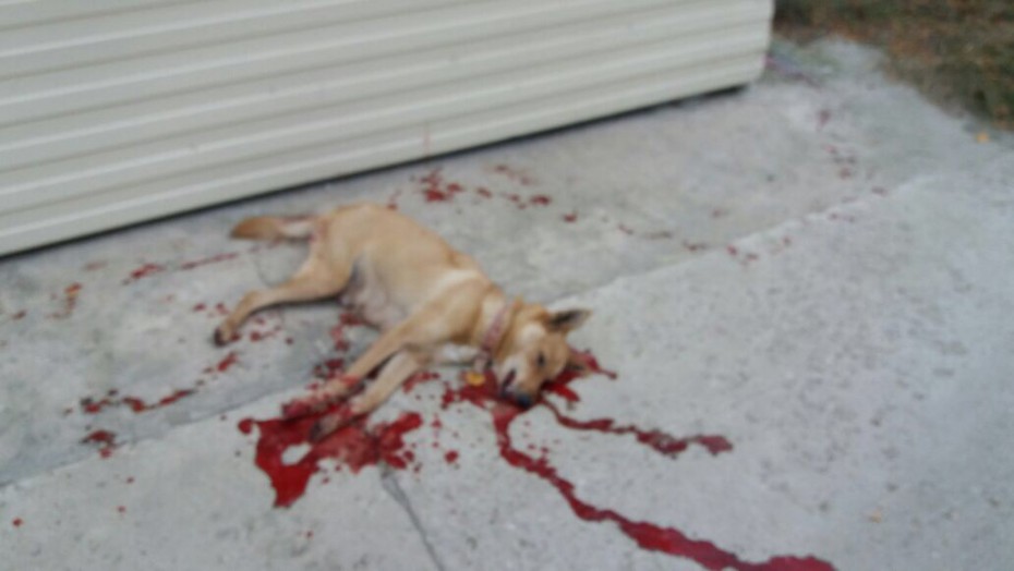 В Якутске снова жестоко убили собаку 