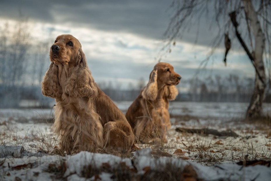 В Якутске пройдет семинар для владельцев охотничьих пород собак