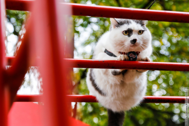 В Калининграде живет кот Лева, знающий 22 команды 