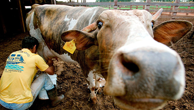 Россельхознадзор с 1 декабря вводит временное эмбарго на поставки мяса из Бразилии