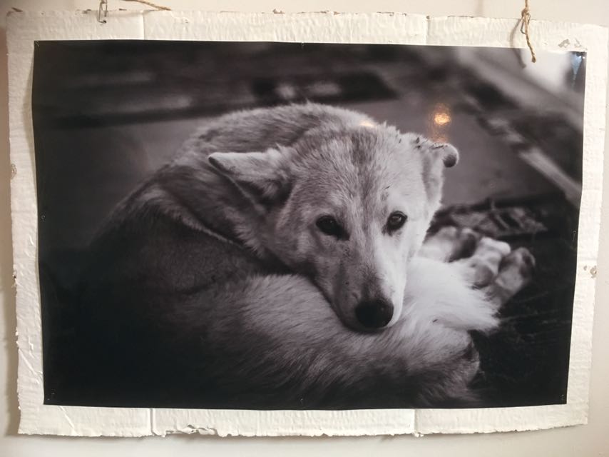 В Якутске открылась авторская фотовыставка Вячеслава Прокопьева «Город собак»