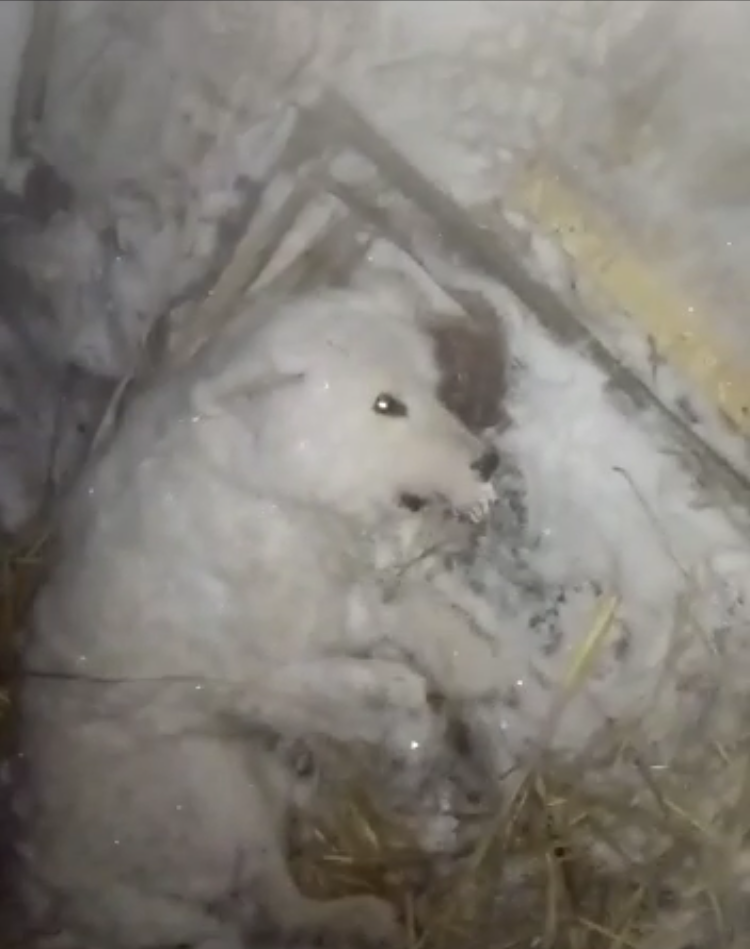 Депутат Госдумы Владимир Бурматов занялся замерзшей в Якутске белой собакой