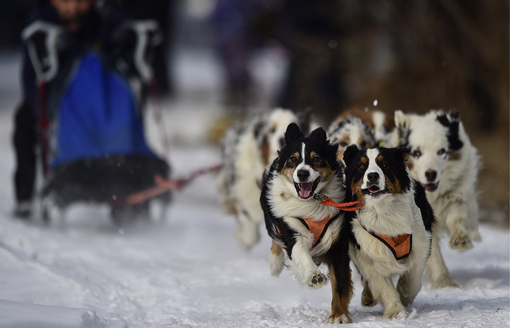 В Якутии разработали туры на собачьих упряжках 