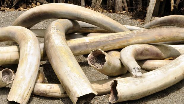 В Якутии полиция обнаружила 14 бивней мамонта