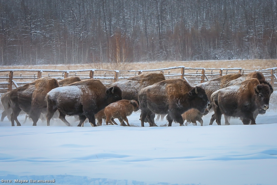 В Якутии лесных бизонов выпустили в естественную среду обитания