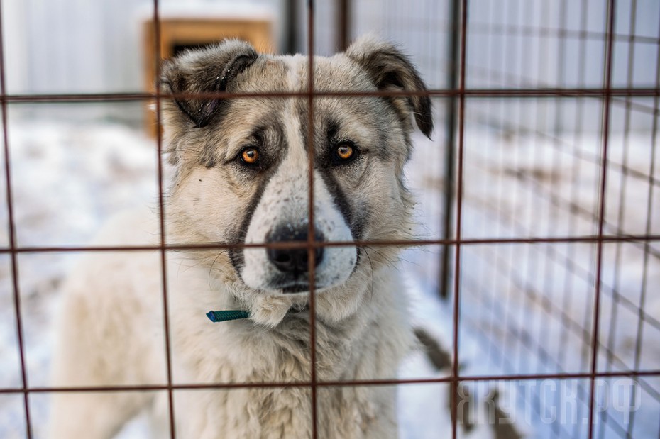 Законопроект об ответственном обращении с животными могут рассмотреть на следующей неделе